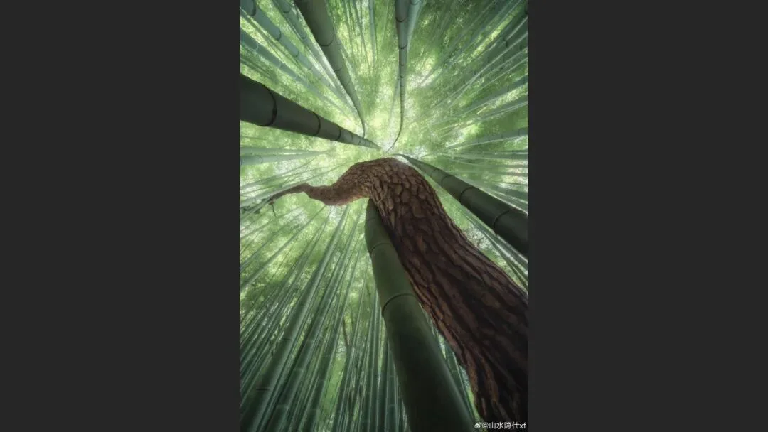 摄影爱好者手机照片获得大奖? 解读来了！
