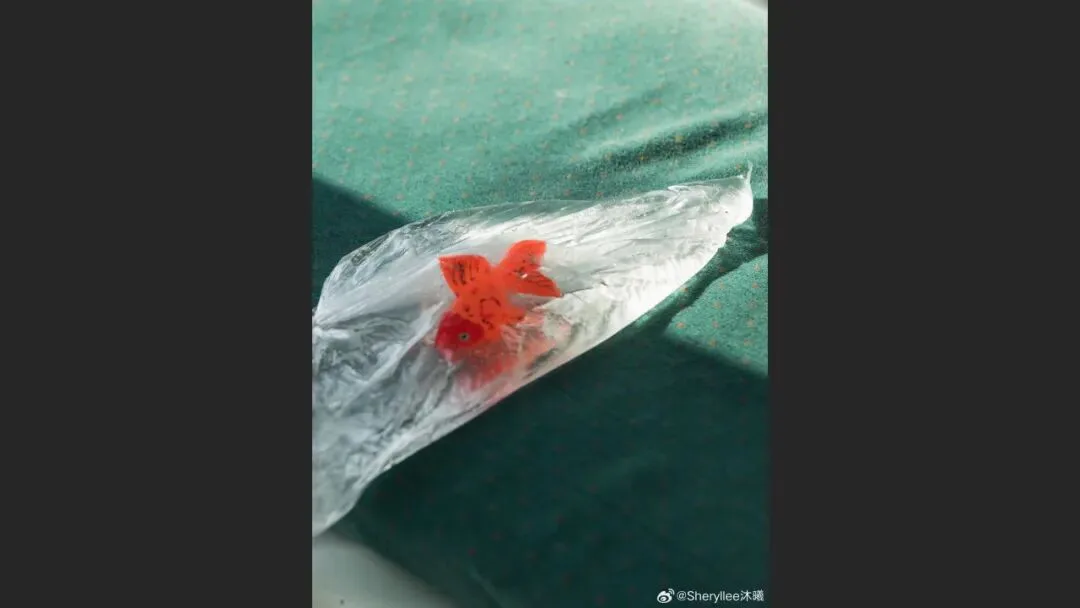 摄影爱好者手机照片获得大奖? 解读来了！