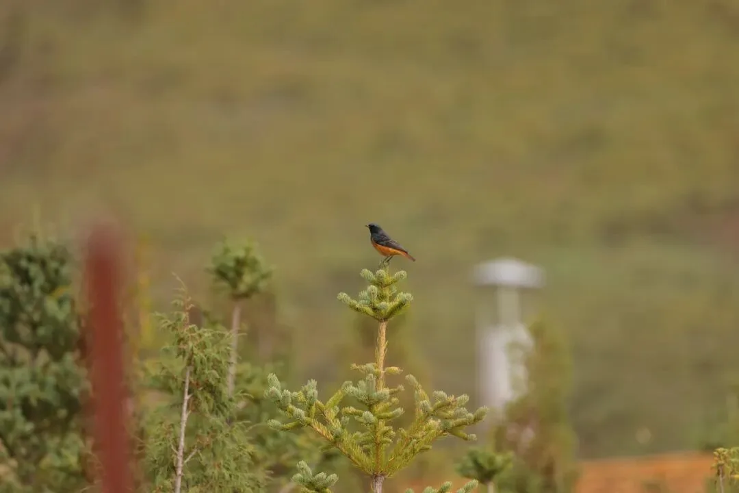 Bird Photos Can Be Graded Like This? Recreating the Instagram Teal Look · Fig. 1