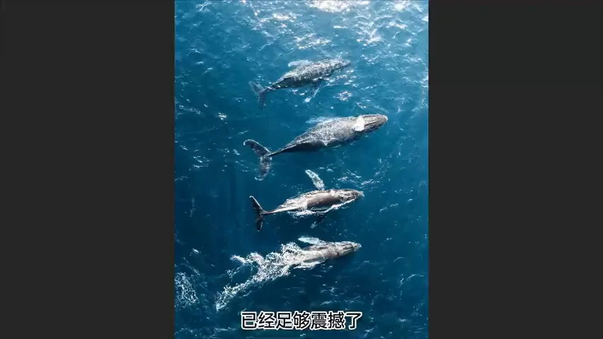 照片画蛇添足？摄影比赛评委分享常见投稿误区！ · 图4