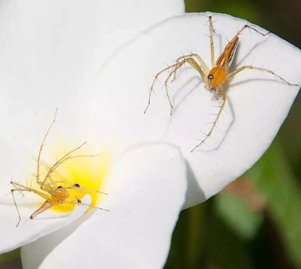 The Secret of Great Photos: Contrast and Conflict · Fig. 13