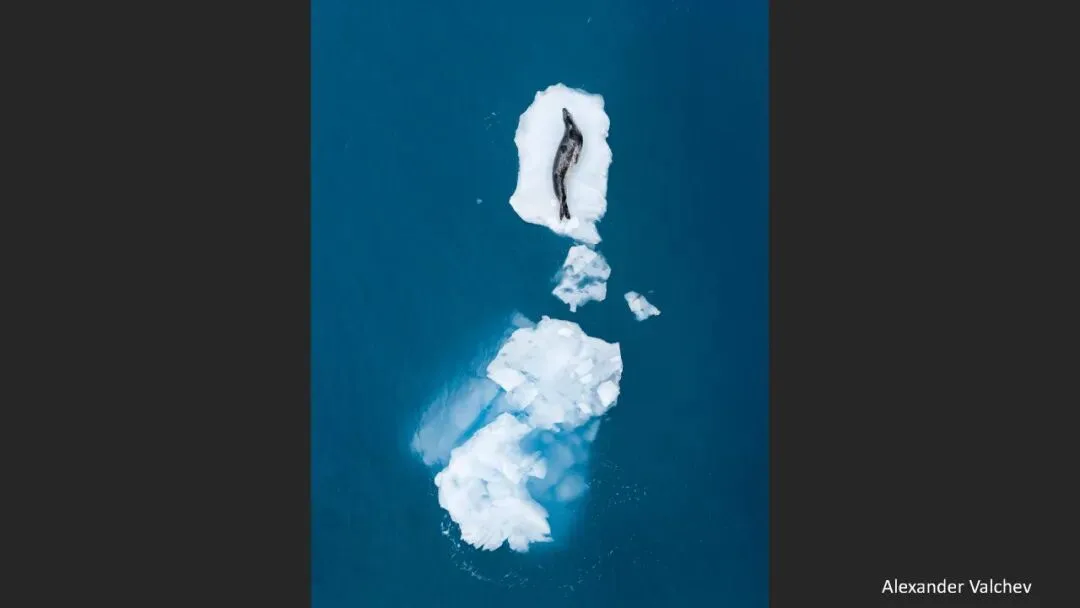 A Judge Reveals the Criteria! Appreciation and Commentary on the DJI 10th Anniversary Aerial Photography Awards!