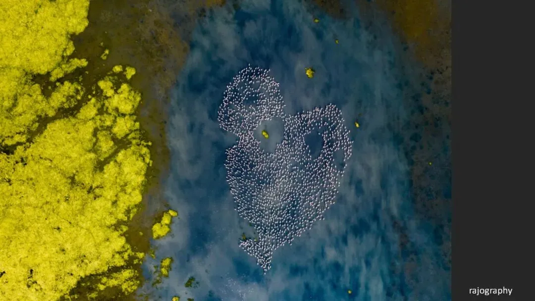 A Judge Reveals the Criteria! Appreciation and Commentary on the DJI 10th Anniversary Aerial Photography Awards!