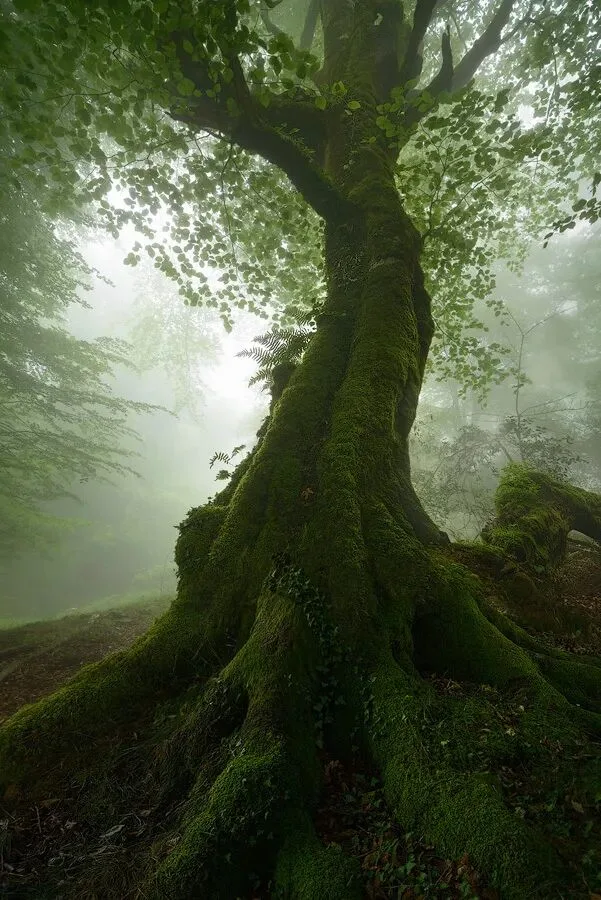 Dialogue with Landscape Photography Masters | Enrico Fossati: Make a Simple Dream · Fig. 1