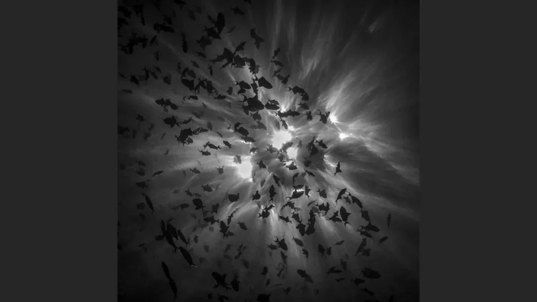 Hasselblad Masters Appreciation! My 5 Favorite Winners of the Hasselblad Masters Competition~ · Fig. 18