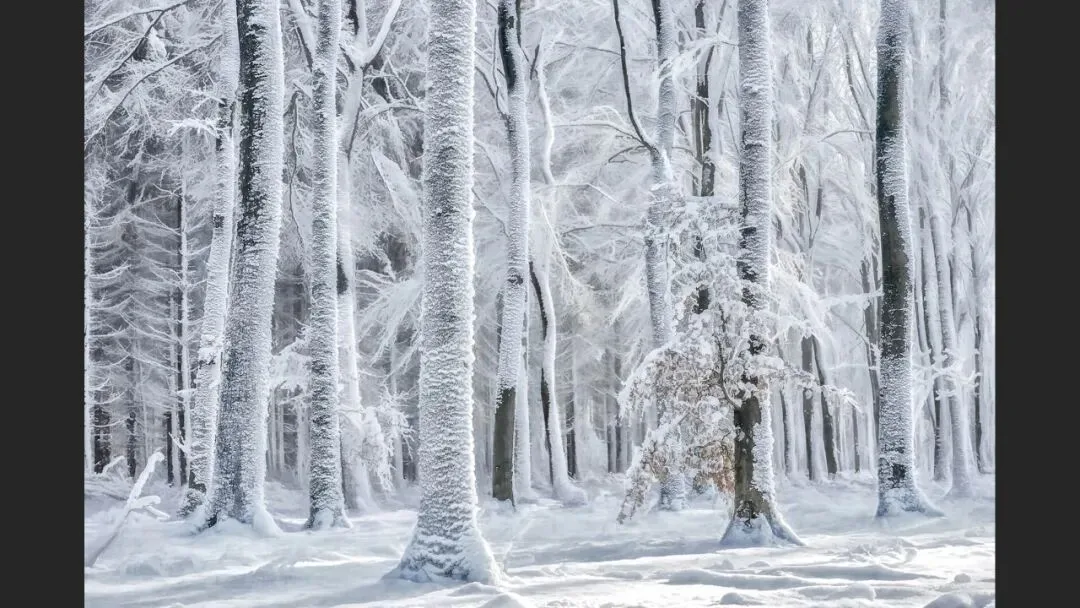 Hasselblad Masters Appreciation! My 5 Favorite Winners of the Hasselblad Masters Competition~ · Fig. 28