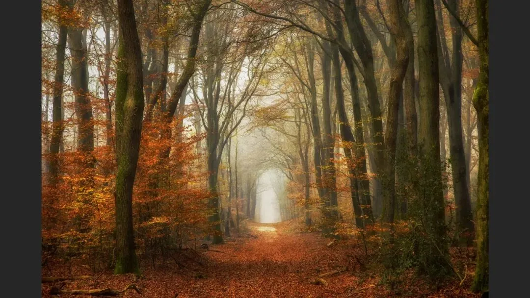 Hasselblad Masters Appreciation! My 5 Favorite Winners of the Hasselblad Masters Competition~ · Fig. 29
