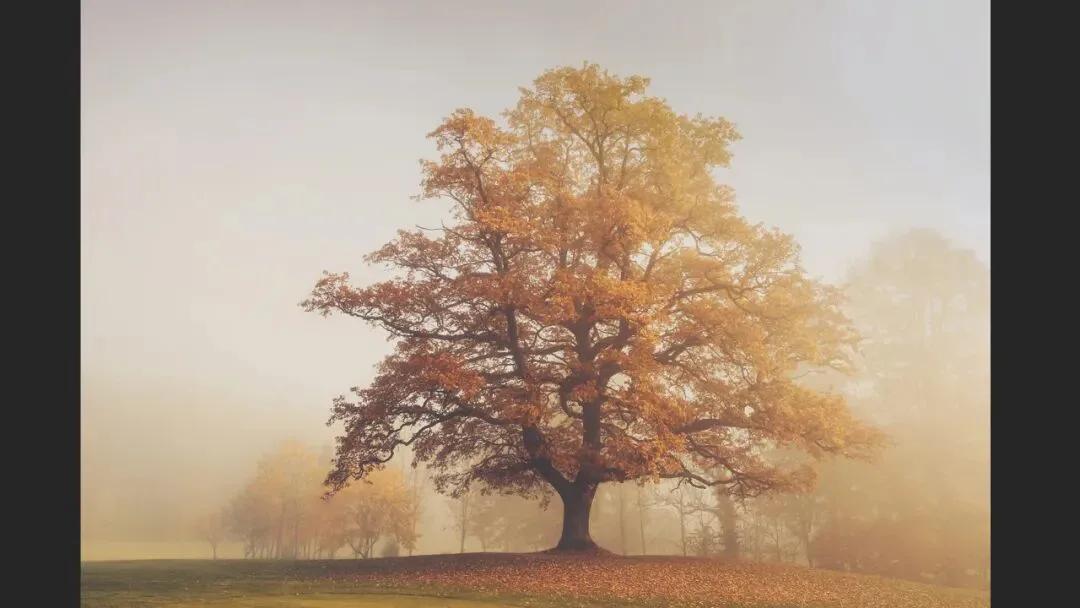 Hasselblad Masters Appreciation! My 5 Favorite Winners of the Hasselblad Masters Competition~ · Fig. 32