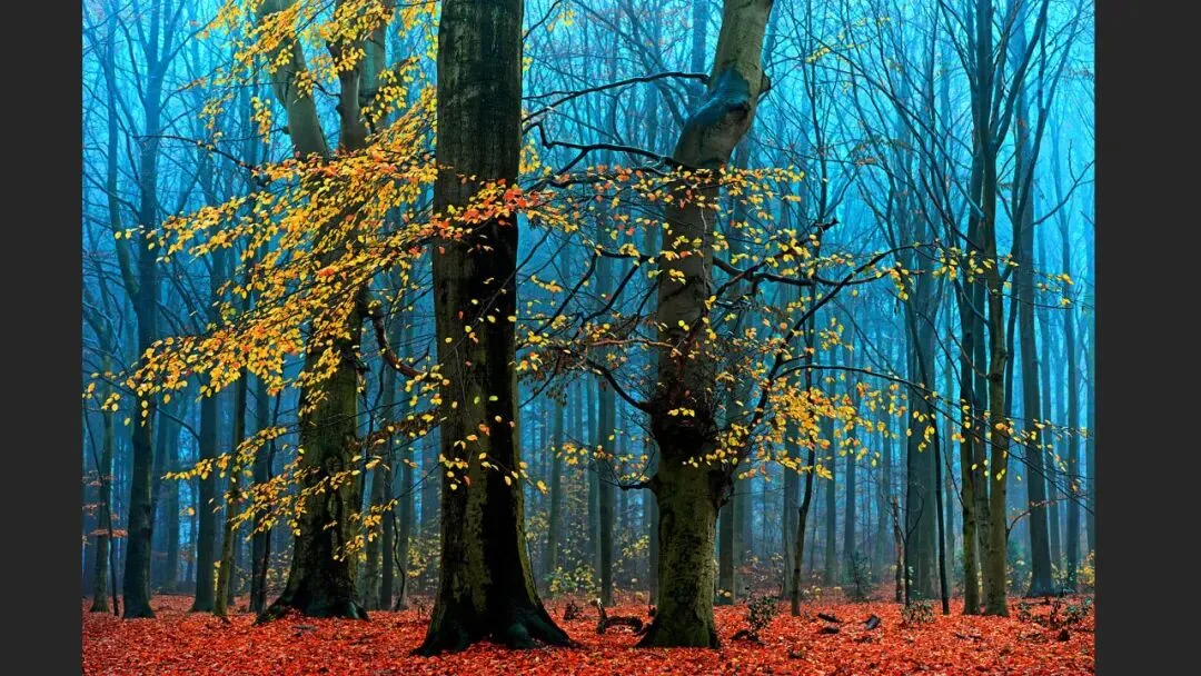 Hasselblad Masters Appreciation! My 5 Favorite Winners of the Hasselblad Masters Competition~ · Fig. 36