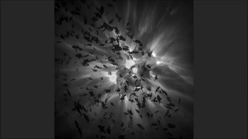 Hasselblad Masters Appreciation! My 5 Favorite Winners of the Hasselblad Masters Competition~ · Fig. 4