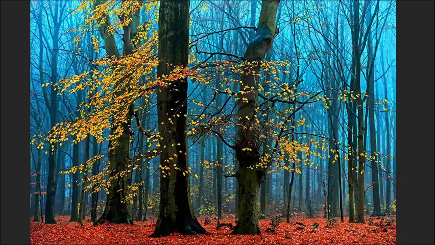 Hasselblad Masters Appreciation! My 5 Favorite Winners of the Hasselblad Masters Competition~ · Fig. 6