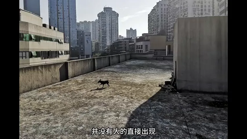 手机如何拍出好照片？2023华为影像大赛作品赏析！ · 图12