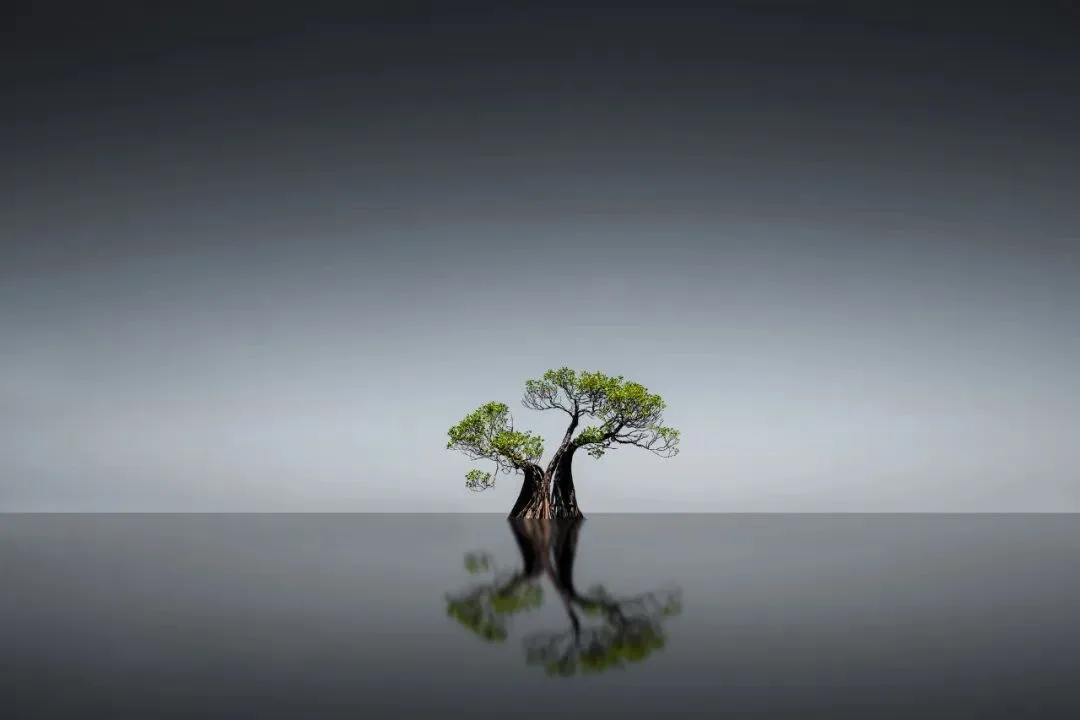 印尼旅行，我拍到了生命向上的力量 | 拍树专题 · 图21