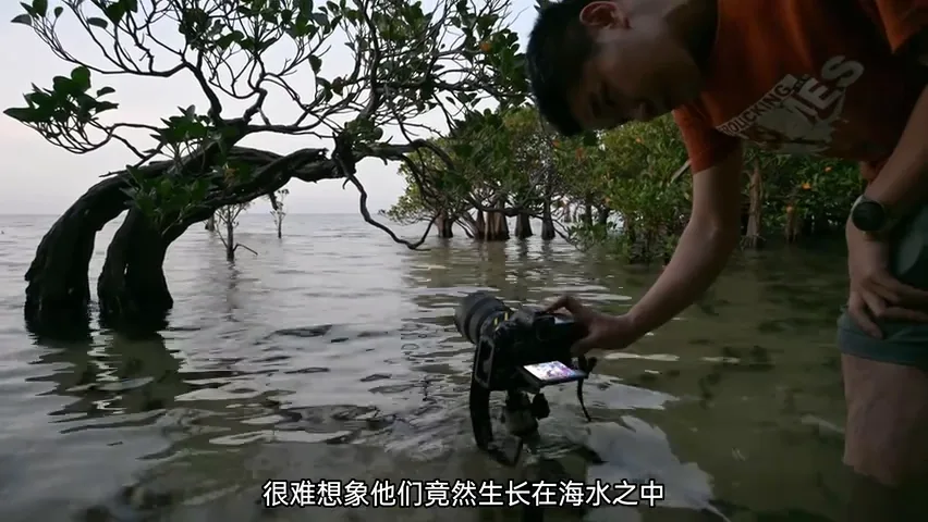印尼旅行，我拍到了生命向上的力量 | 拍树专题 · 图12