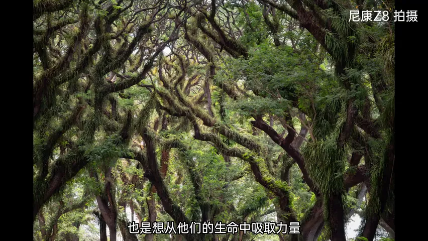 印尼旅行，我拍到了生命向上的力量 | 拍树专题 · 图13