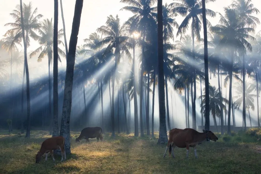Post-Processing Secrets: Every Way to Create Light Rays · Fig. 1