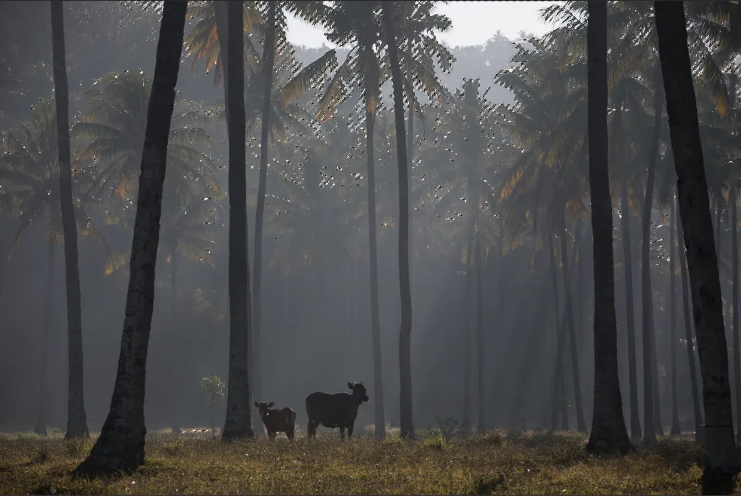 Post-Processing Secrets: Every Way to Create Light Rays · Fig. 20