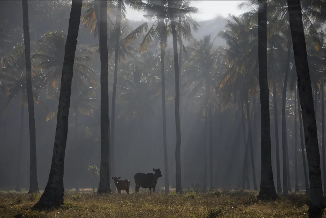 Post-Processing Secrets: Every Way to Create Light Rays · Fig. 25