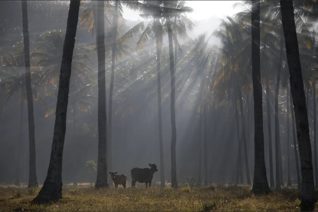 Post-Processing Secrets: Every Way to Create Light Rays · Fig. 26
