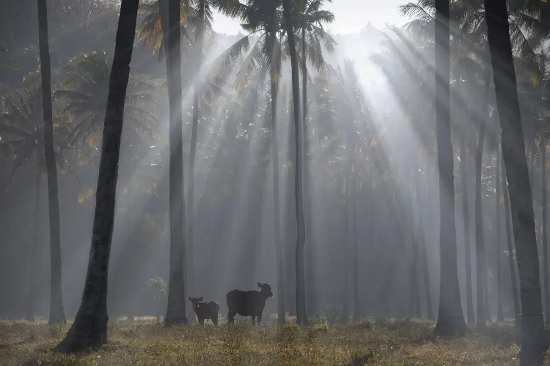 Post-Processing Secrets: Every Way to Create Light Rays · Fig. 30