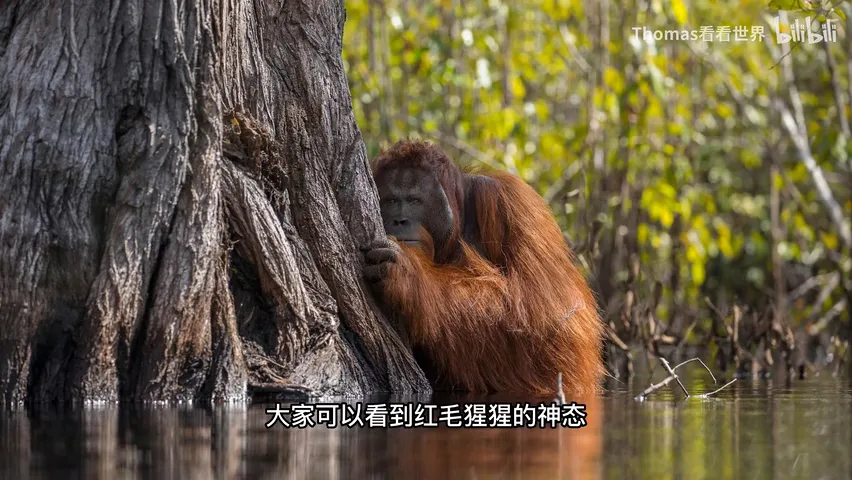 历届国家地理摄影比赛大奖作品赏析！好的自然风景照片有共性吗？ · 图8