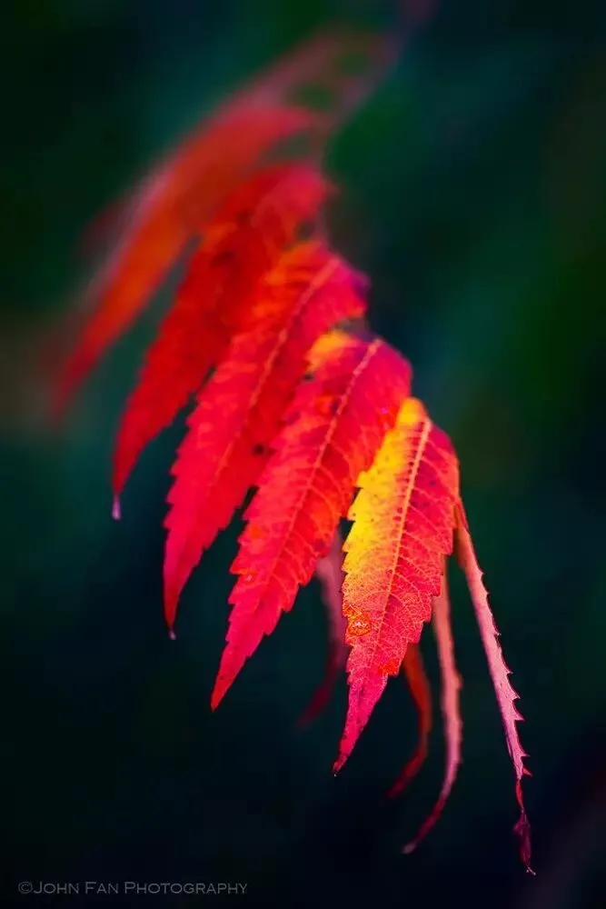 A Photograph Is Not a Pile of Details and Technique · Fig. 9