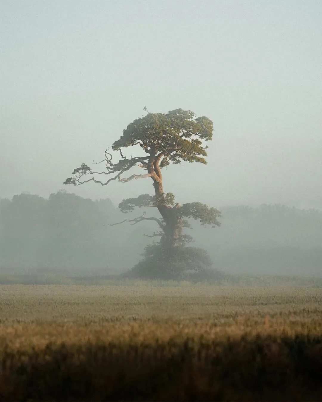 Low-Saturation Photos Are Beautiful Too! Recommending 3 Serene-Toned Landscape Photographers (Aesthetic Expansion) · Fig. 43