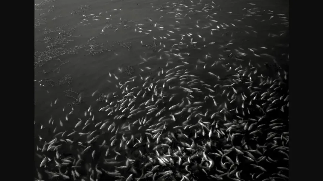 A Chinese Photographer Won an Award! Interpretation, Learning, and Reflections on the 2024 World Press Photo Contest Selection! · Fig. 59