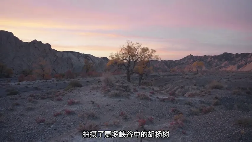 在新疆拍到了绝美胡杨林！哈苏20-35E新镜头实战~ · 图6