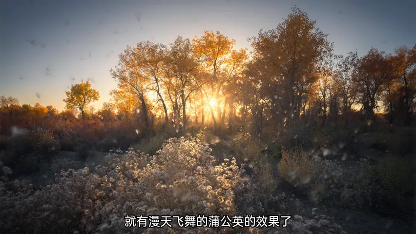 在新疆拍到了绝美胡杨林！哈苏20-35E新镜头实战~ · 图15